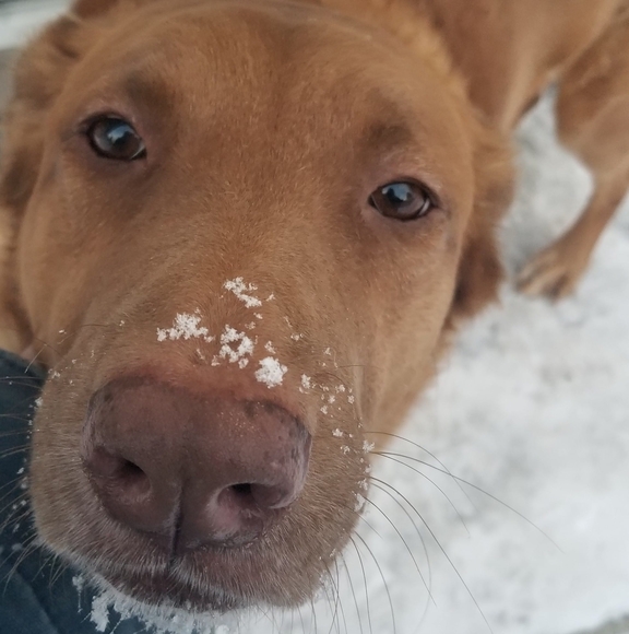 Meet your Posher, Sharon - Picture 1 of 1